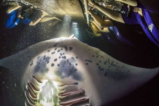 Esnórquel Nocturno con Mantarraya en Hawai