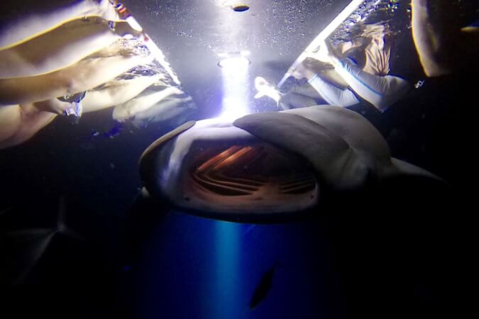 Esnórquel Nocturno con Mantarraya en Hawai