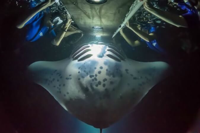 Esnórquel Nocturno con Mantarraya en Hawai