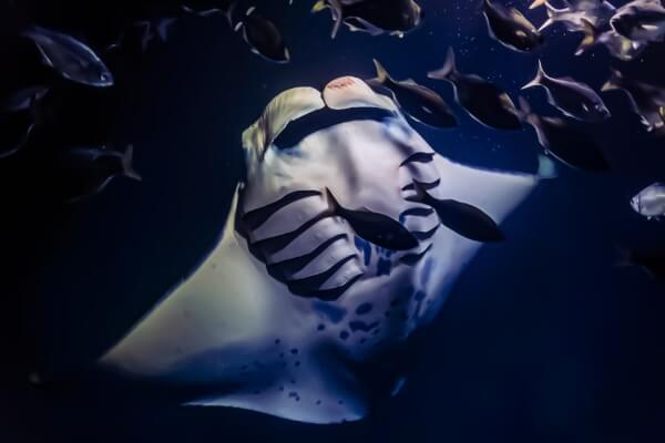 Esnórquel Nocturno con Mantarraya en Hawai